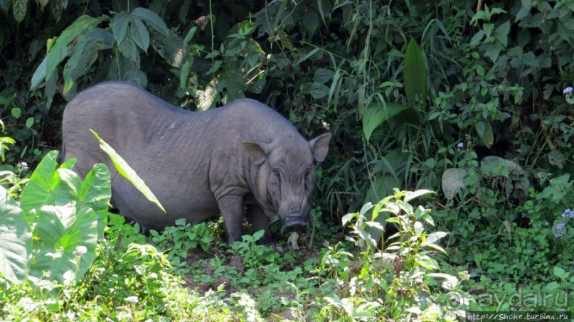 Горный аул в северо-западном Лаосе