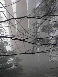 Елки в тумане. Нет — Большие елки в Большом тумане