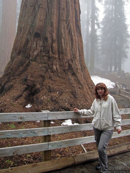 Елки в тумане. Нет — Большие елки в Большом тумане