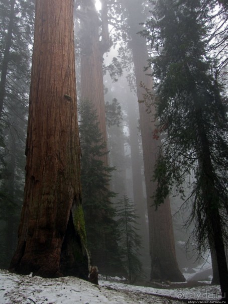 Елки в тумане. Нет — Большие елки в Большом тумане