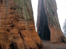 Елки в тумане. Нет — Большие елки в Большом тумане