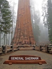 Елки в тумане. Нет — Большие елки в Большом тумане