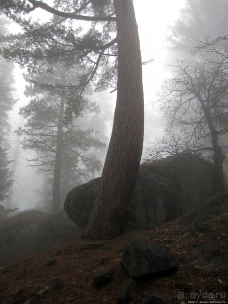 Елки в тумане. Нет — Большие елки в Большом тумане