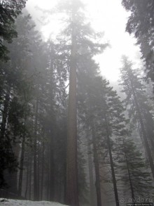 Альбом отзыва "Елки в тумане. Нет — Большие елки в Большом тумане"