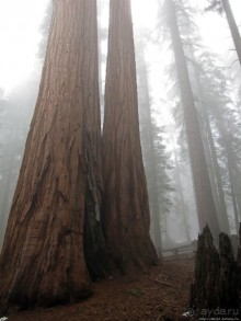 Елки в тумане. Нет — Большие елки в Большом тумане