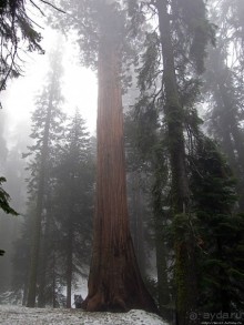 Елки в тумане. Нет — Большие елки в Большом тумане