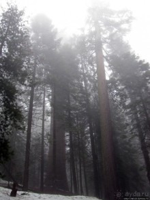 Альбом отзыва "Елки в тумане. Нет — Большие елки в Большом тумане"