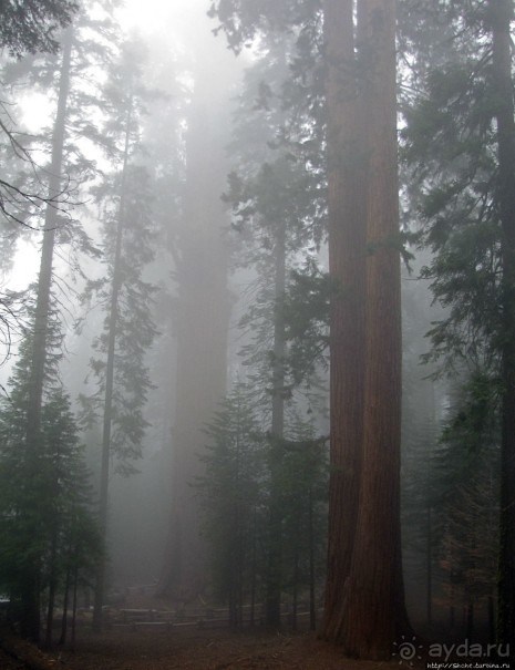 Альбом отзыва "Елки в тумане. Нет — Большие елки в Большом тумане"