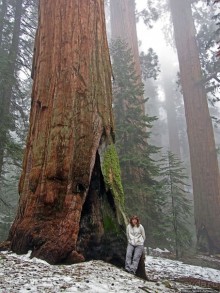 Елки в тумане. Нет — Большие елки в Большом тумане