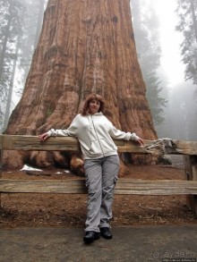 Елки в тумане. Нет — Большие елки в Большом тумане