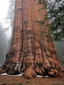 Альбом отзыва "Елки в тумане. Нет — Большие елки в Большом тумане"