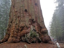 Елки в тумане. Нет — Большие елки в Большом тумане