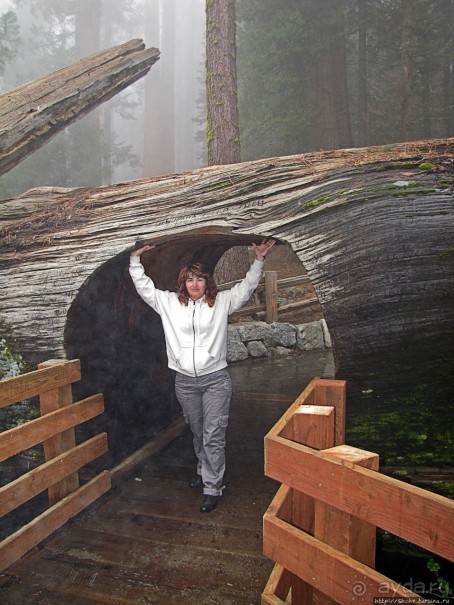 Елки в тумане. Нет — Большие елки в Большом тумане