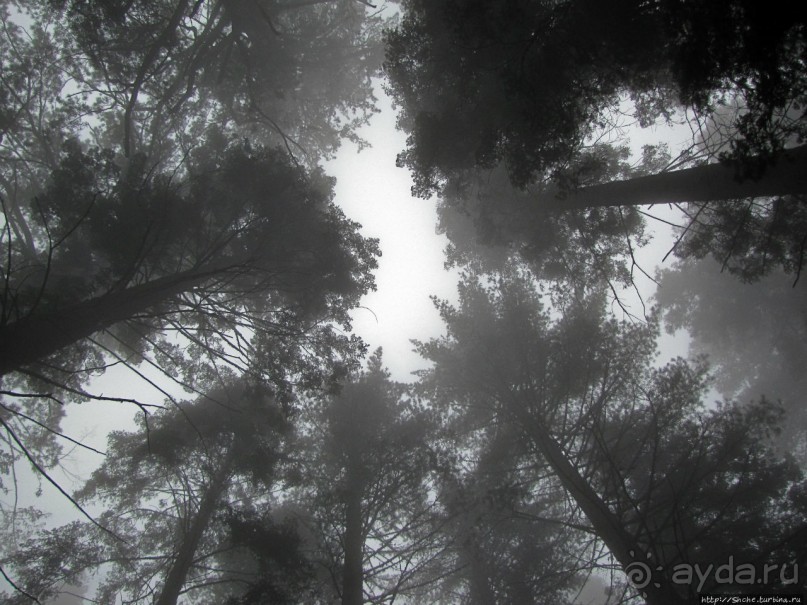 Елки в тумане. Нет — Большие елки в Большом тумане