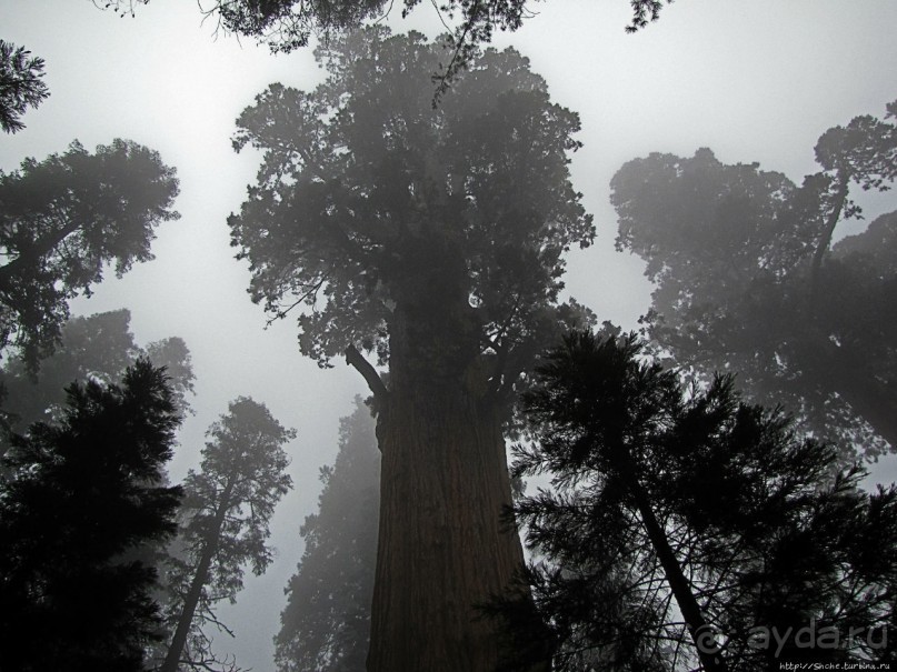 Елки в тумане. Нет — Большие елки в Большом тумане