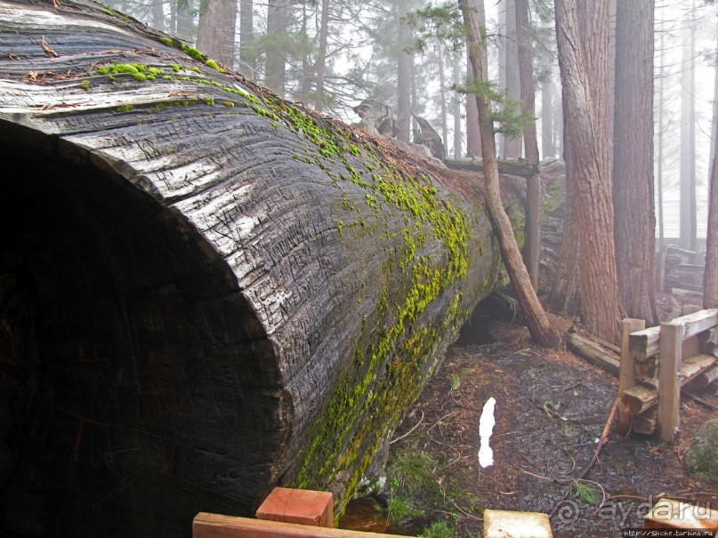 Елки в тумане. Нет — Большие елки в Большом тумане