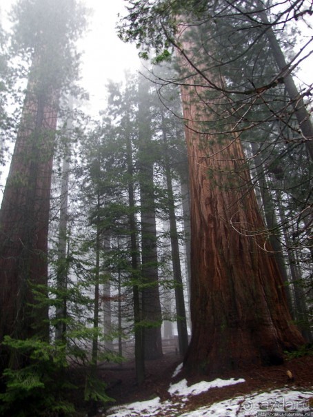 Елки в тумане. Нет — Большие елки в Большом тумане