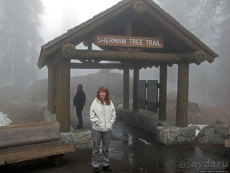 Елки в тумане. Нет — Большие елки в Большом тумане