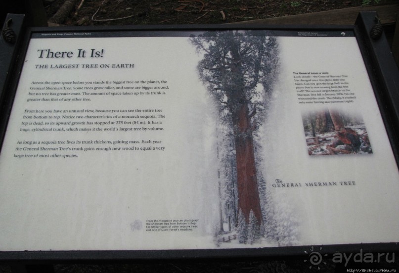 Елки в тумане. Нет — Большие елки в Большом тумане