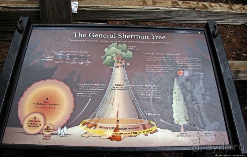 Елки в тумане. Нет — Большие елки в Большом тумане