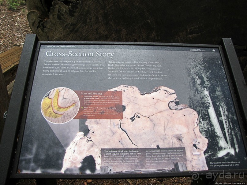 Елки в тумане. Нет — Большие елки в Большом тумане