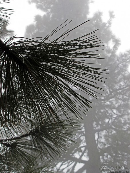 Елки в тумане. Нет — Большие елки в Большом тумане