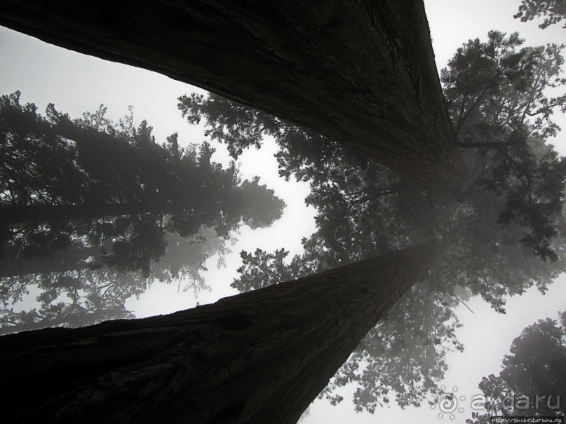 Елки в тумане. Нет — Большие елки в Большом тумане