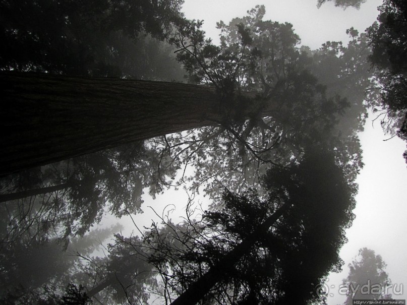 Елки в тумане. Нет — Большие елки в Большом тумане