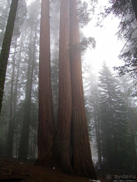 Елки в тумане. Нет — Большие елки в Большом тумане