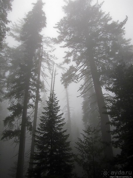 Елки в тумане. Нет — Большие елки в Большом тумане