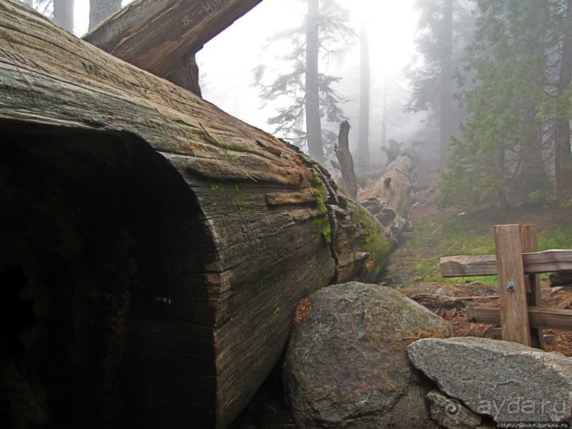 Елки в тумане. Нет — Большие елки в Большом тумане