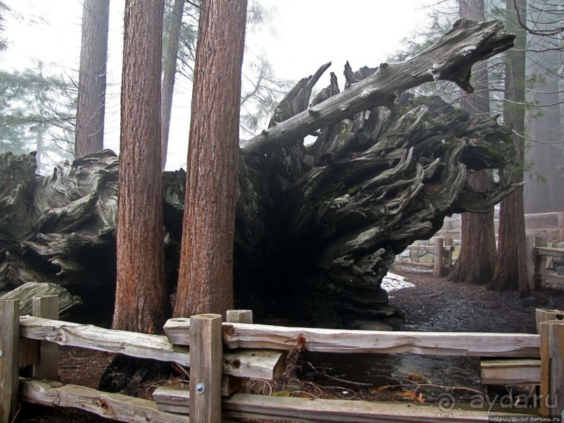 Елки в тумане. Нет — Большие елки в Большом тумане