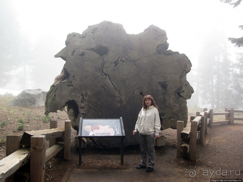 Елки в тумане. Нет — Большие елки в Большом тумане