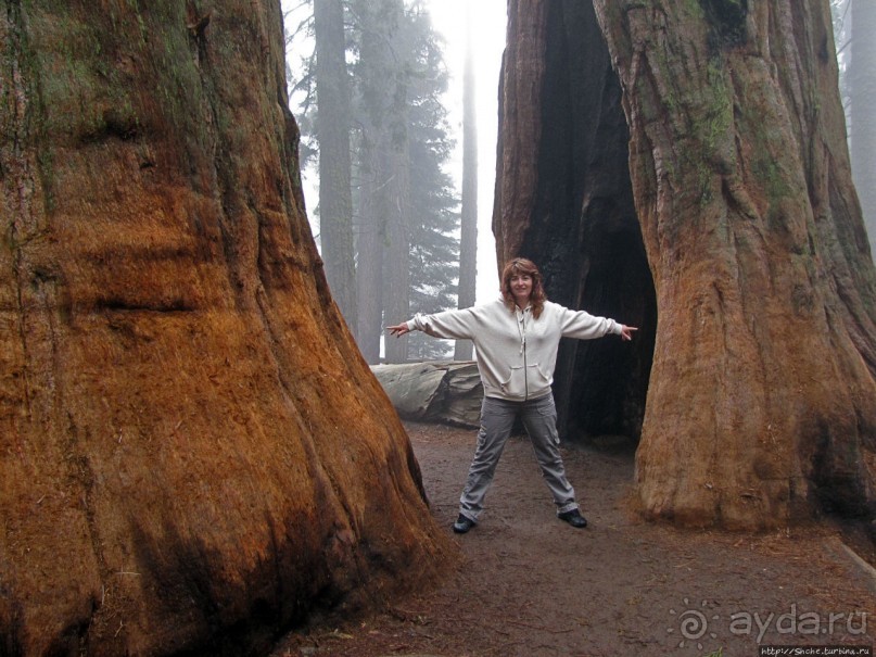 Елки в тумане. Нет — Большие елки в Большом тумане