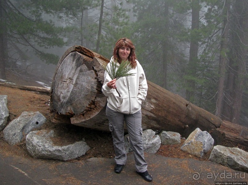 Елки в тумане. Нет — Большие елки в Большом тумане