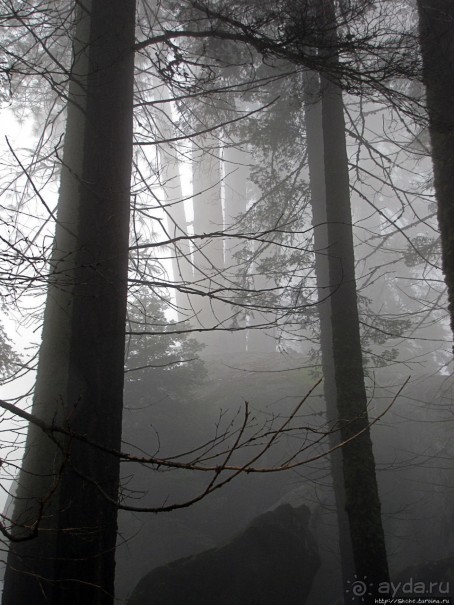 Альбом отзыва "Елки в тумане. Нет — Большие елки в Большом тумане"