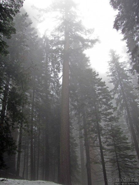 Елки в тумане. Нет — Большие елки в Большом тумане