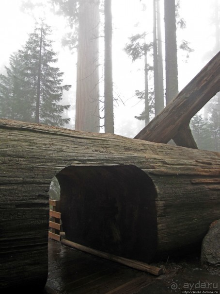 Елки в тумане. Нет — Большие елки в Большом тумане