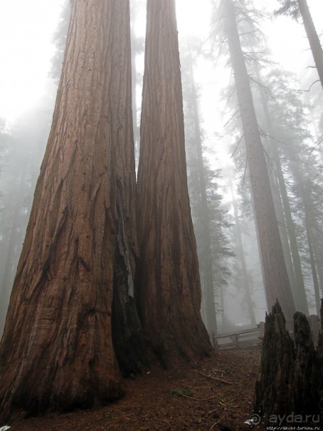 Елки в тумане. Нет — Большие елки в Большом тумане