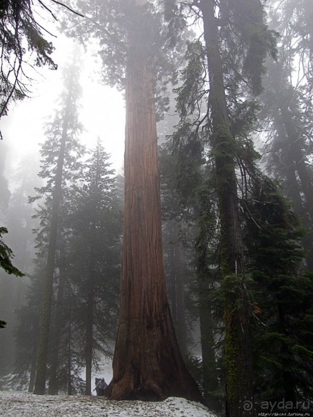 Елки в тумане. Нет — Большие елки в Большом тумане