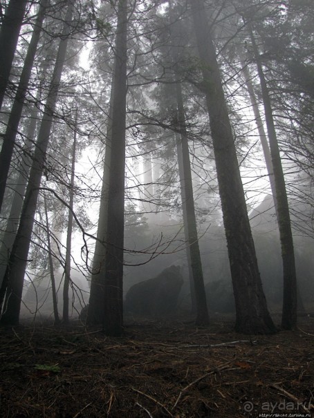 Альбом отзыва "Елки в тумане. Нет — Большие елки в Большом тумане"