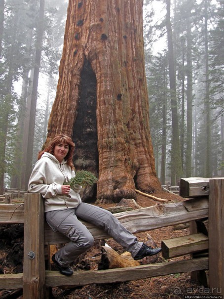 Елки в тумане. Нет — Большие елки в Большом тумане