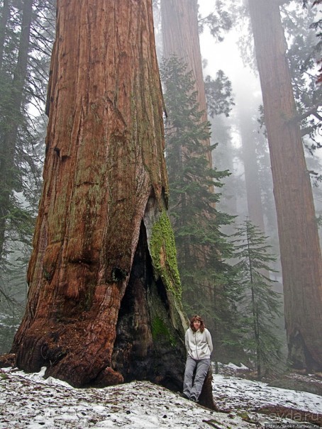 Елки в тумане. Нет — Большие елки в Большом тумане