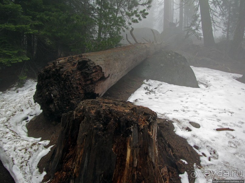 Елки в тумане. Нет — Большие елки в Большом тумане
