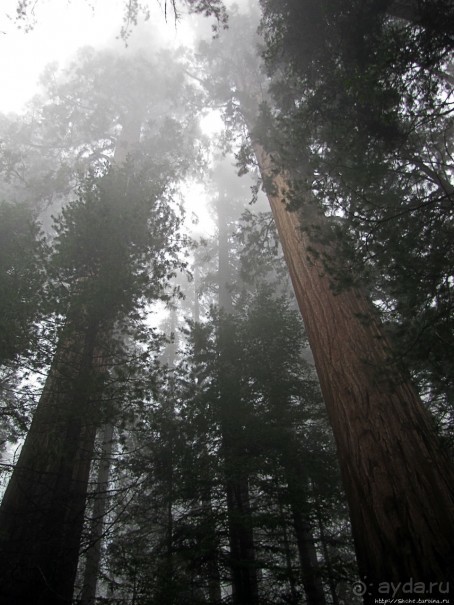 Елки в тумане. Нет — Большие елки в Большом тумане