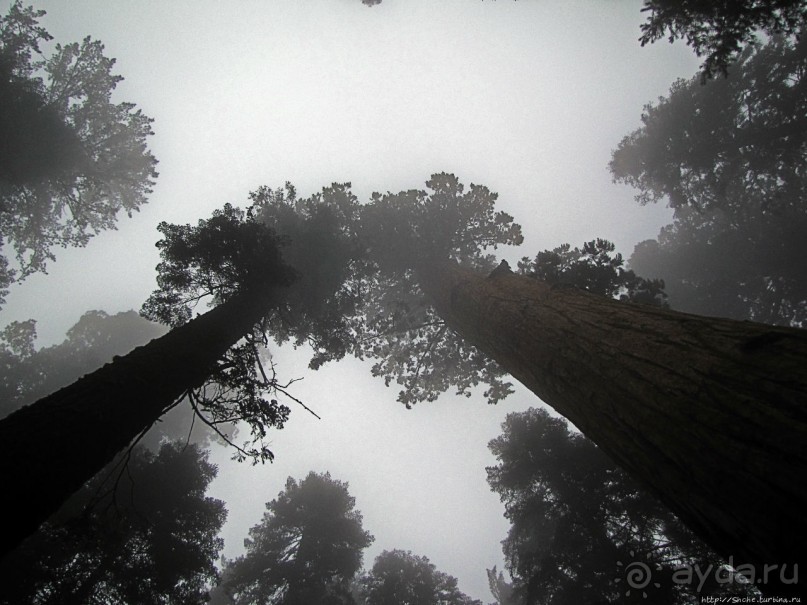 Елки в тумане. Нет — Большие елки в Большом тумане