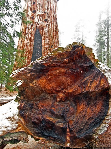 Елки в тумане. Нет — Большие елки в Большом тумане