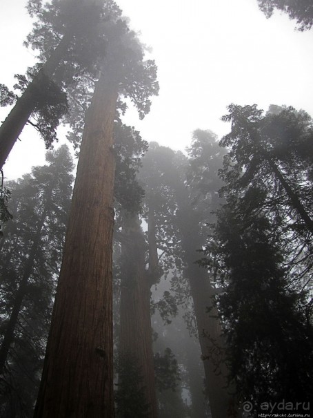 Елки в тумане. Нет — Большие елки в Большом тумане