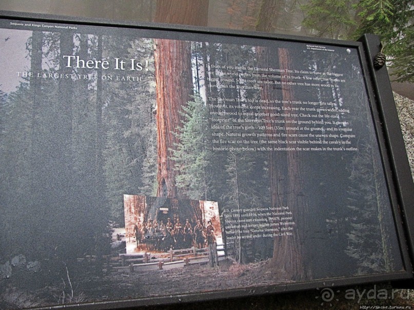 Елки в тумане. Нет — Большие елки в Большом тумане