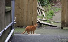 Пил в выходные (Остров Мэн - Британская корона)